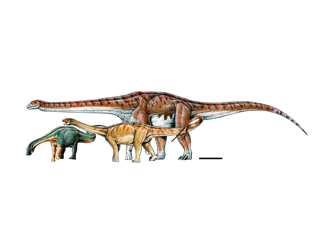 Is Newfound Dinosaur Fossil the Biggest Ever? | The Institute for ...
